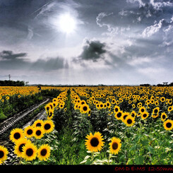Sunflower.1