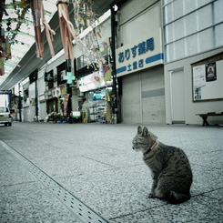 尾道で出会った猫  #01