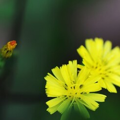 野草