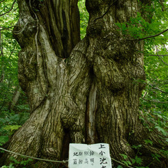 320 years old