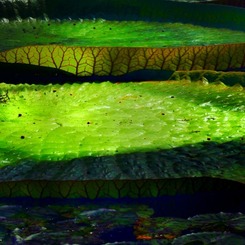 Victoria amazonica