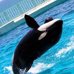 Jump!