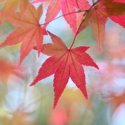 紅葉（仏通寺） 013