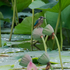 カワセミ