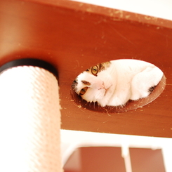 見てますよ！！