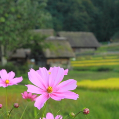 Flower＆Green＆Yellow