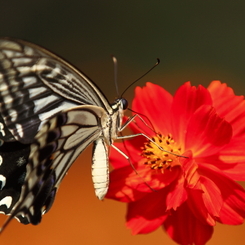 生き物写真館　- 初心に帰って、蝶と花 -