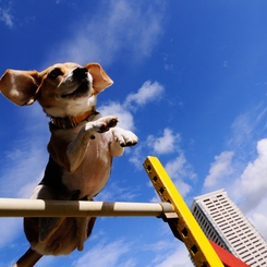 Jump