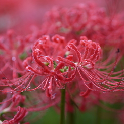 雨の曼珠沙華2