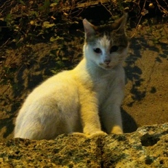 Photo 42