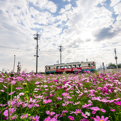 秋桜畑をはしる～♪