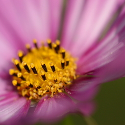 花粉