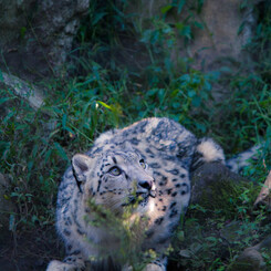 hunter