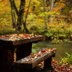 紅葉の奥入瀬渓流 08