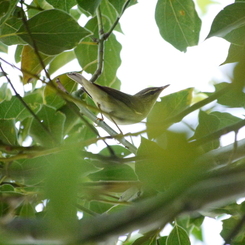 職場近くで見かけた鳥③