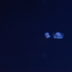 すみだ水族館