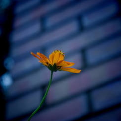 IMGP0681