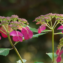 晩秋の紫陽花-2