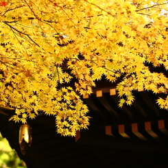 2013　秋の日光3