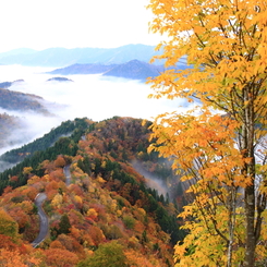 紅葉と雲海