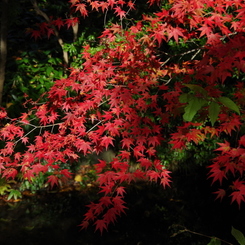 流れの上のモミジも紅く