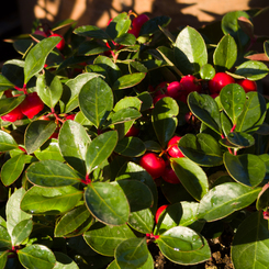 checkerberry