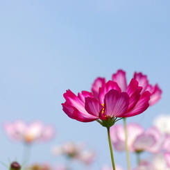 秋桜1