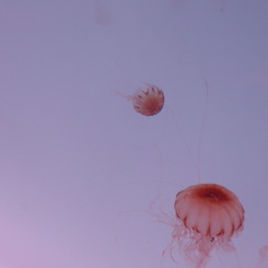 P8183448