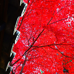 京都嵐山