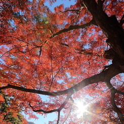 紅萌え