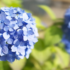 紫陽花