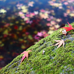 落葉の彩 - 水紅葉