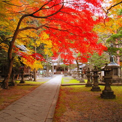 箕面公園の辨財天の紅葉