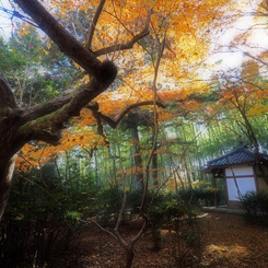 晩秋悲恋寺