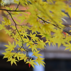 竹林寺紅葉（Ⅴ）