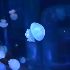 クラゲ～～～＠すみだ水族館