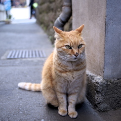 路地での出会い