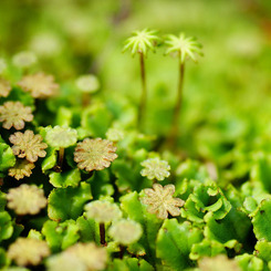 苔たち