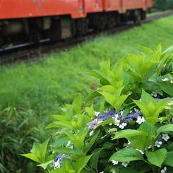 線路脇の額紫陽花