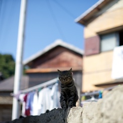 愛媛県青島洗濯日和とねこ