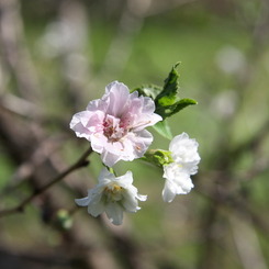 季節外れの桜