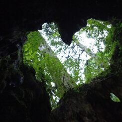 Yakushima Wilson Stump