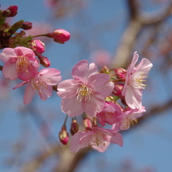 春が開く-河津桜4