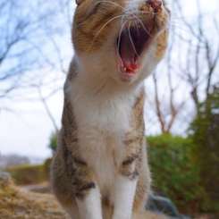 ねむむ