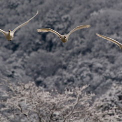 雪と白鳥①