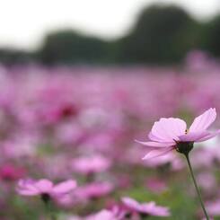 武庫川～秋桜～