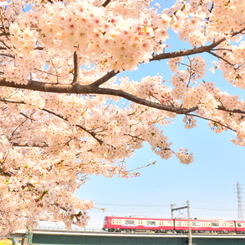 桜と京急