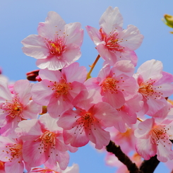 河津桜4