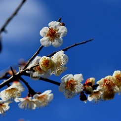 梅花１