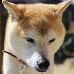 お庭がいいね
